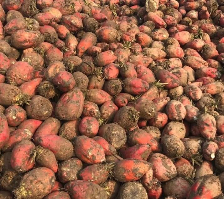 Voederbieten rialto, Ophalen