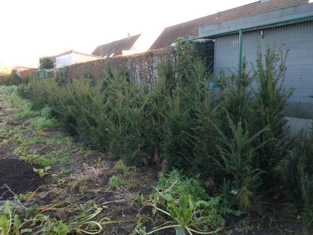 Taxus baccata, Ophalen, Zo goed als nieuw