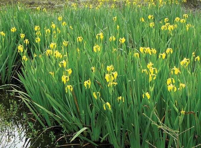 Geel lis/ iris voor bio filter vijver, Tuin en Terras, Ophalen of Verzenden