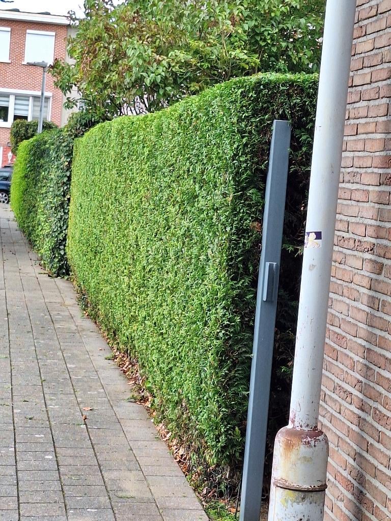 Algemeen Tuinman & Tuinonderhoud, Ophalen of Verzenden, Gebruikt