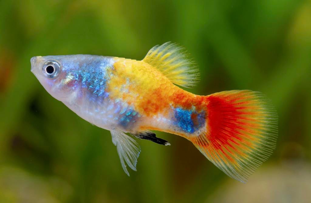 Exclusieve Nieuwe Platy Butterfly MickeyMouse, Dieren en Toebehoren, Vissen | Aquariumvissen, Vis, Zoetwatervis, Schoolvis
