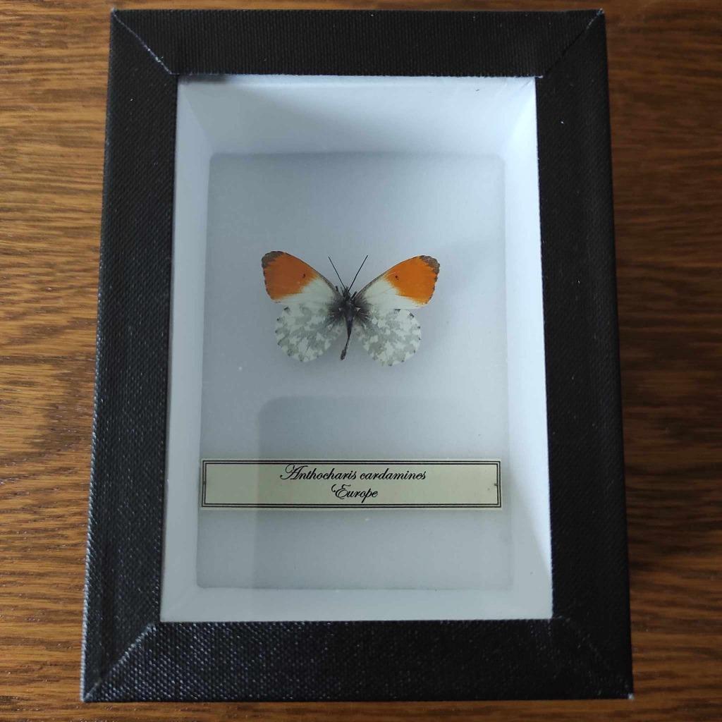 vlinder, Enlèvement ou Envoi, Insecte, Animal empaillé