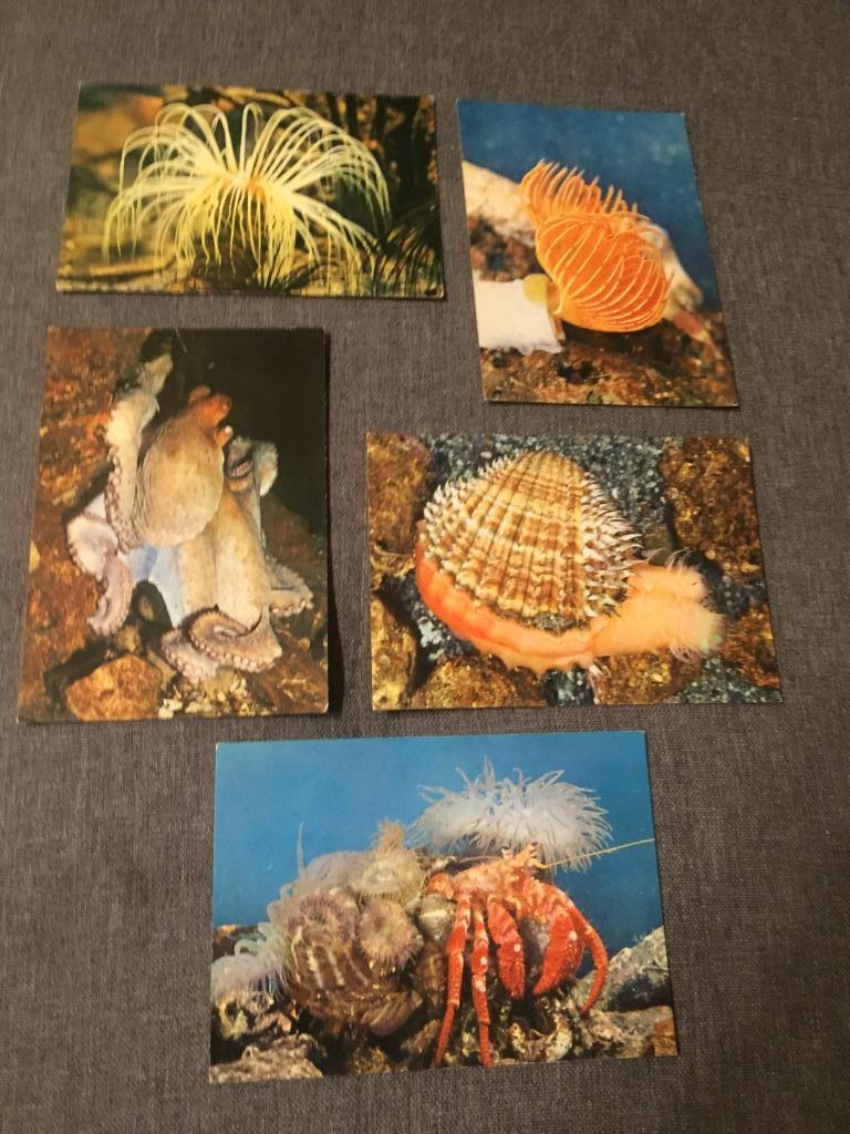 Lotje oude postkaarten zeedieren, Enlèvement ou Envoi, 1980 à nos jours, Non affranchie, Nature