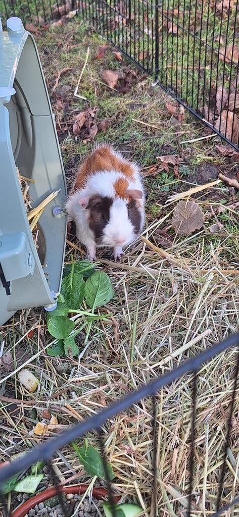 Nog 1 cavia ( beertje) ter beschikking, Novembre, Mâle, Cobaye