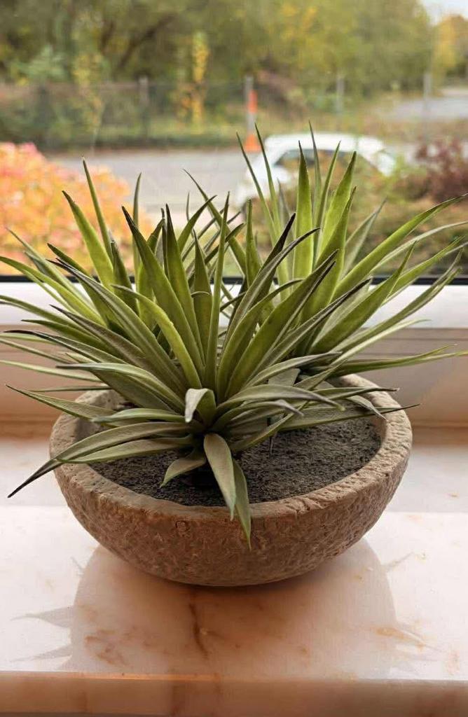 Plante   déco Maisons du Monde,, Enlèvement ou Envoi