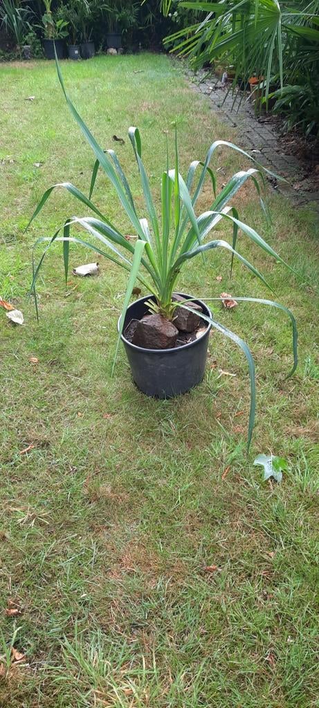 yucca of palmlelie, Tuin en Terras, Ophalen, Zomer