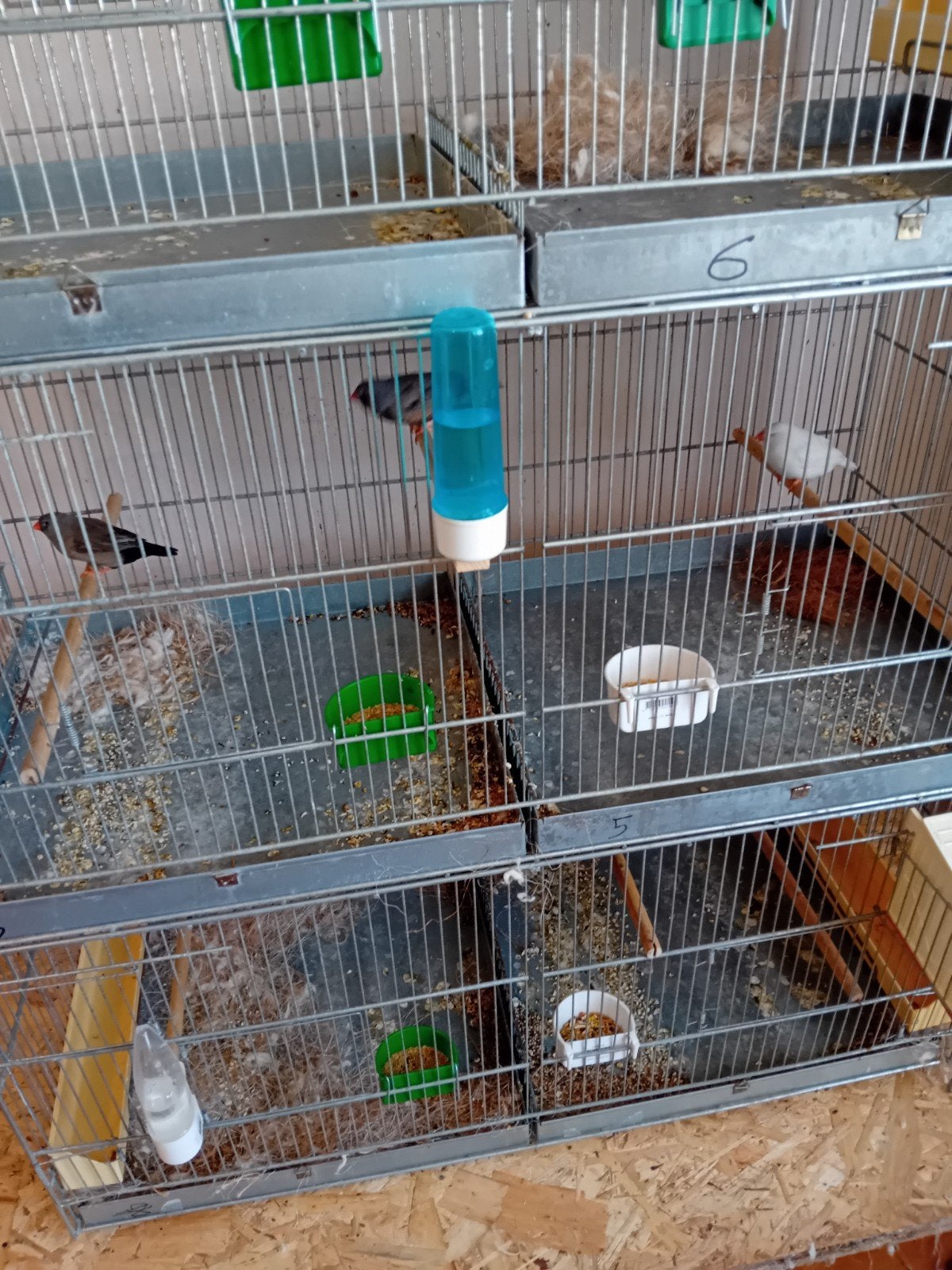 10 zebravinken charoal en rest split charoal, Animaux & Accessoires, Oiseaux | Oiseaux Autre