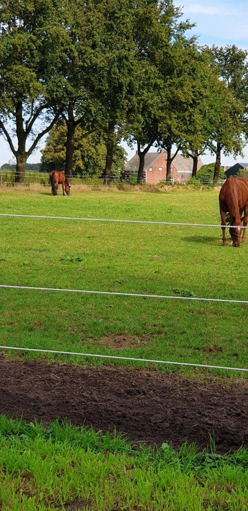 Stalling met weidegang aangeboden, Dieren en Toebehoren, Opfok, 2 of 3 paarden of pony's