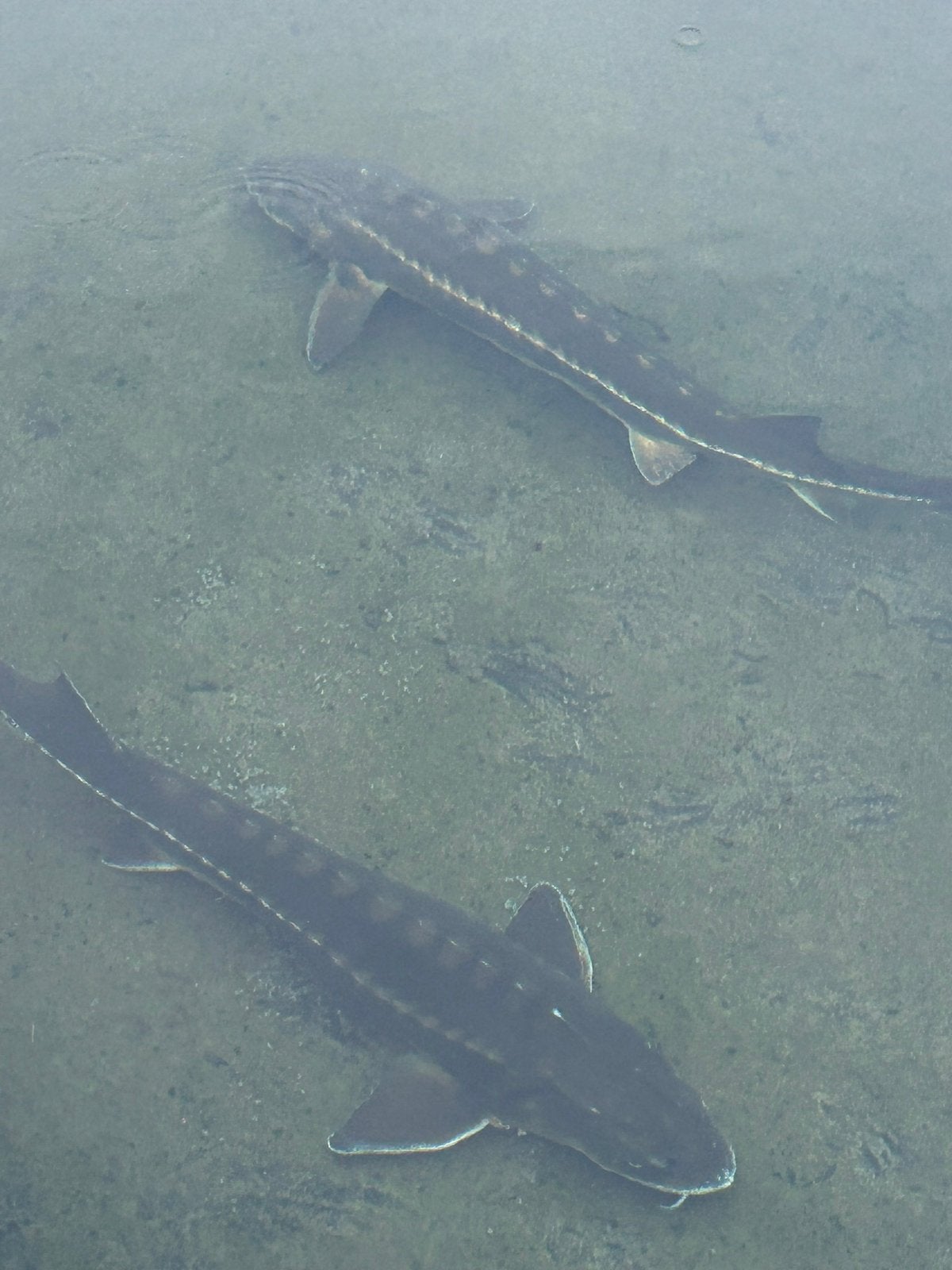 Twee steuren 1 meter