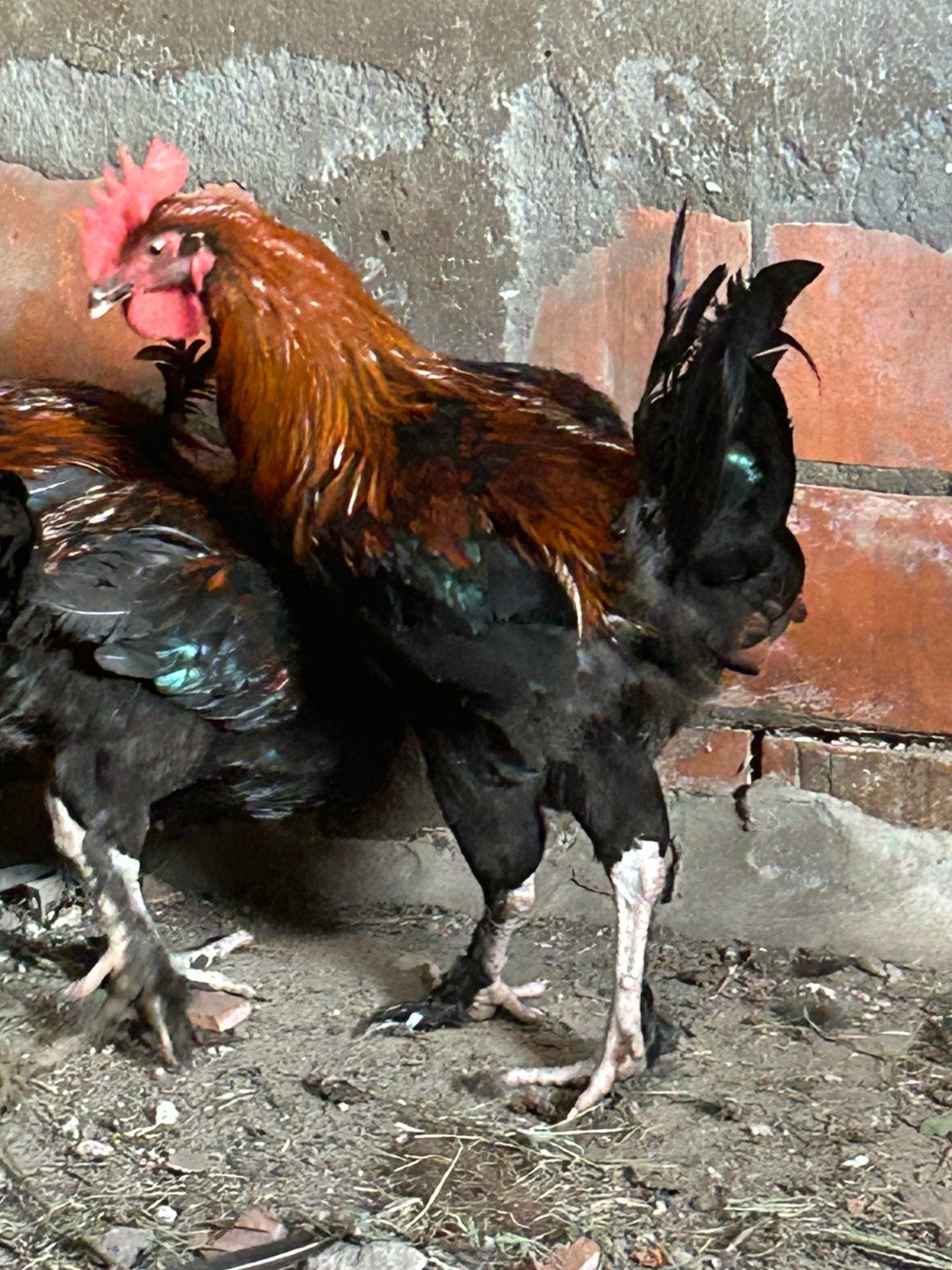 Maran haan, Dieren en Toebehoren, Pluimvee