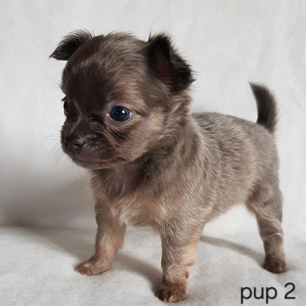 Chihuahua pups, Parvo, België, Particulier, 8 tot 15 weken