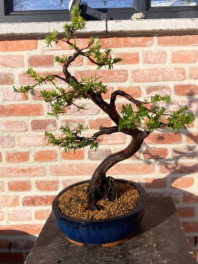 Bonsai taxus, Tuin en Terras, Ophalen