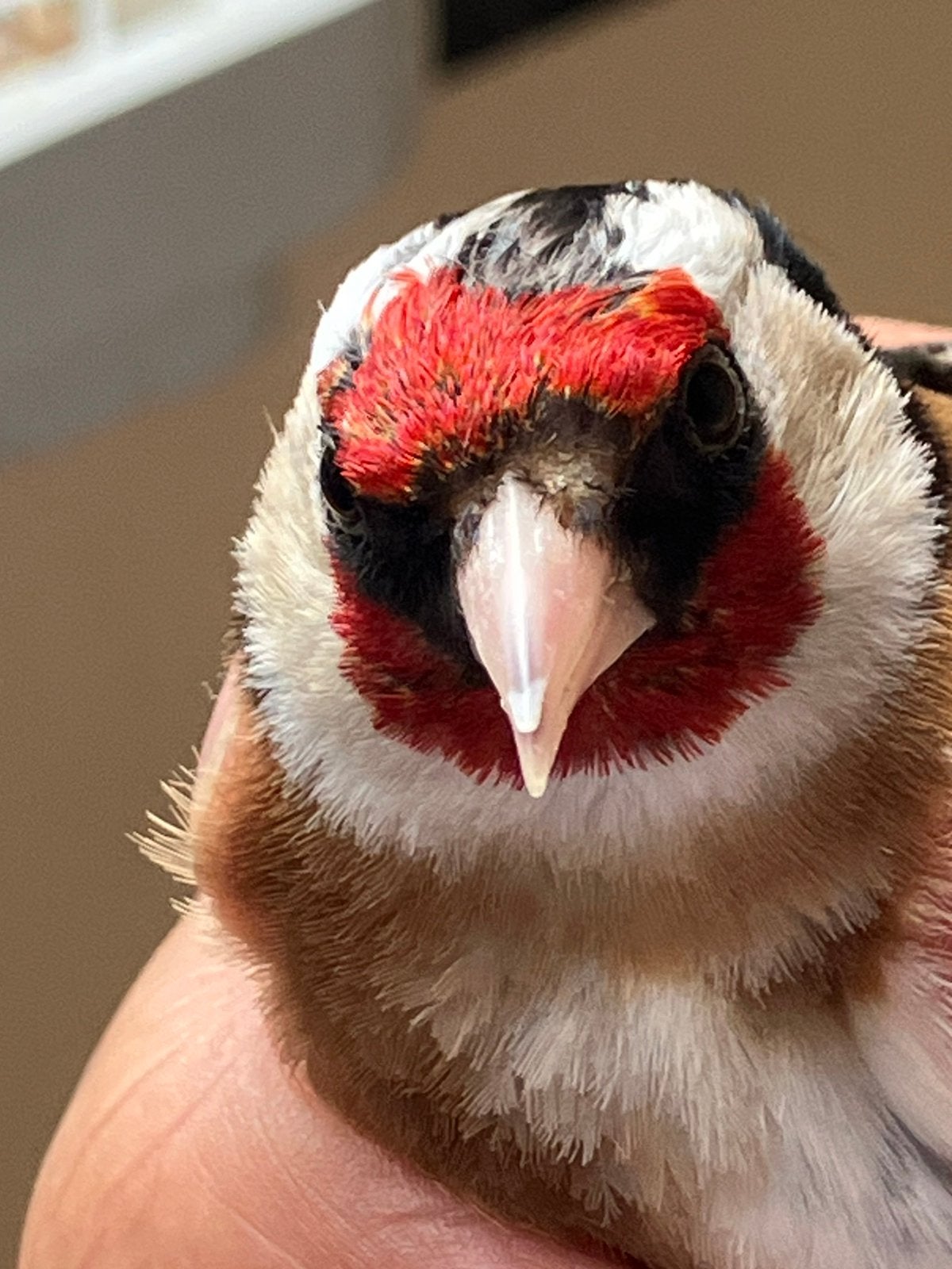 Chardonneret, Animaux & Accessoires, Oiseaux | Oiseaux Autre