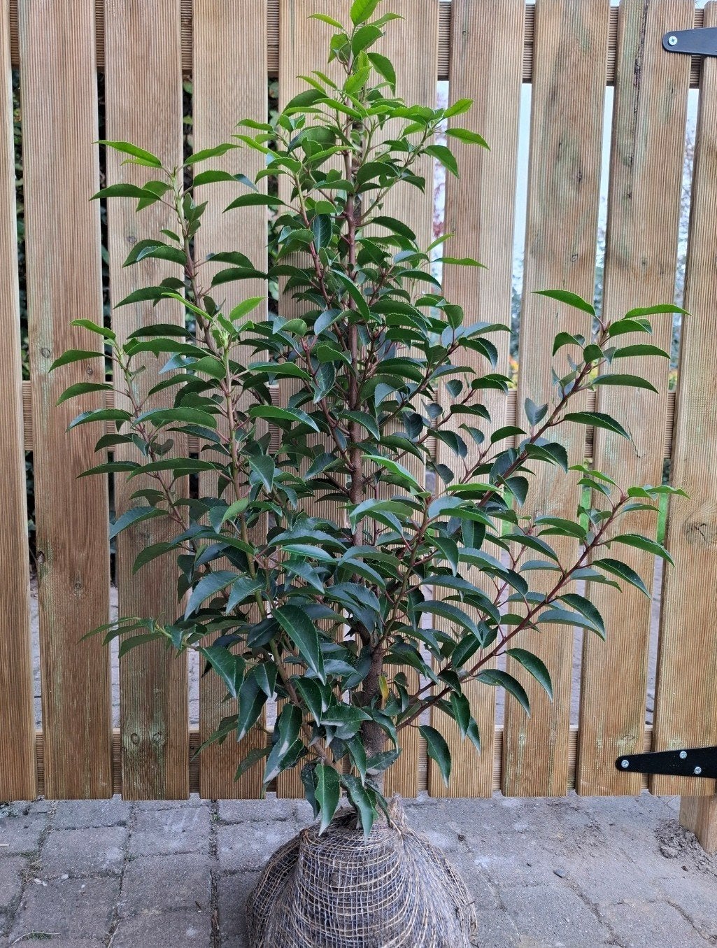 prunus lusitanica 'angustifolia', Enlèvement, Laurier, Haie