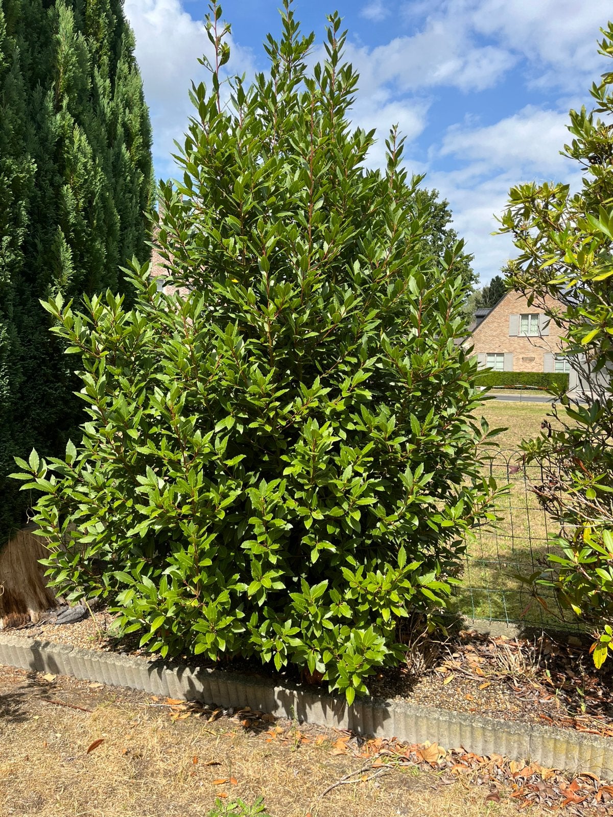 Gratis struiken, Tuin en Terras, Ophalen