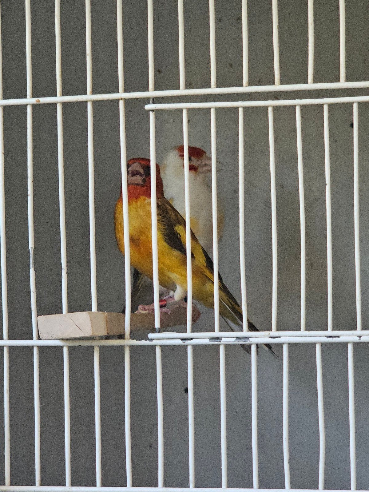 male brun jaune 2024 F isabel GB 2023 je suis dans le Rhône, Animaux & Accessoires, Oiseaux | Canaris