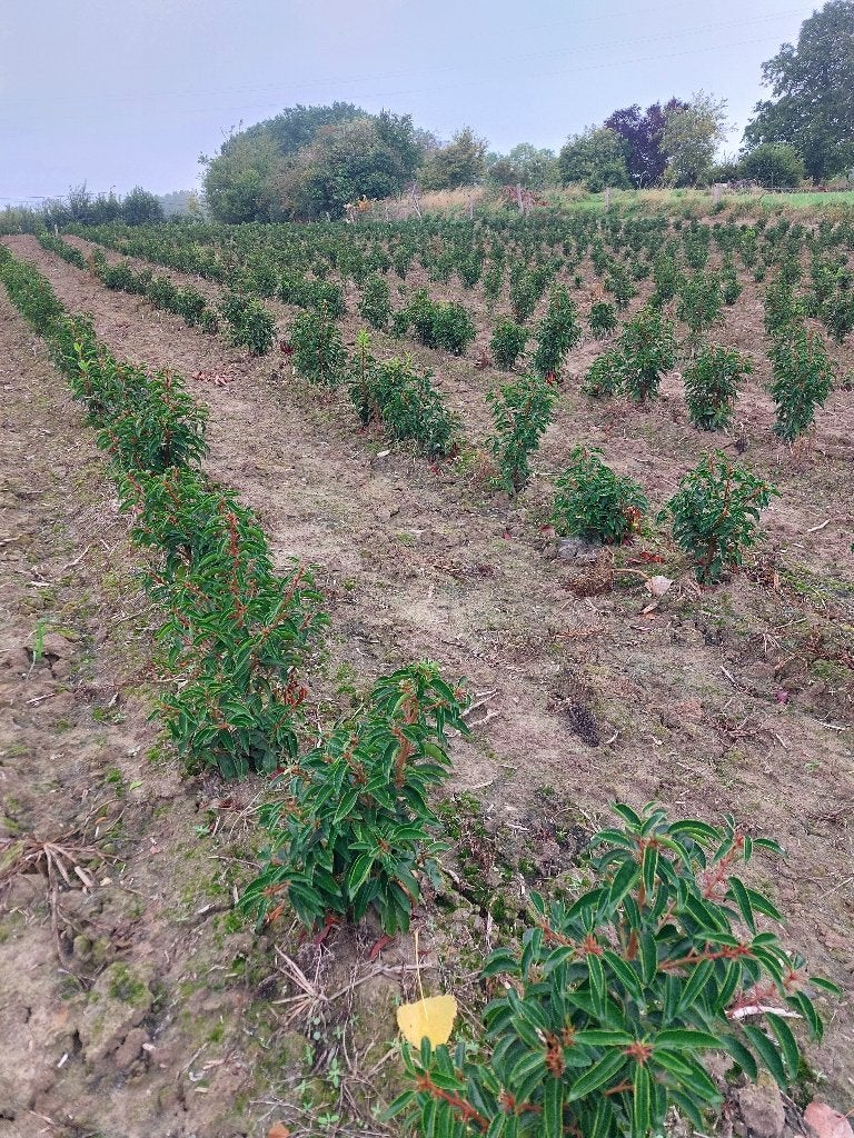 Laurier du Portugal, prunus lusitanica angustifolia, Enlèvement, Laurier, Haie, Moins de 100 cm