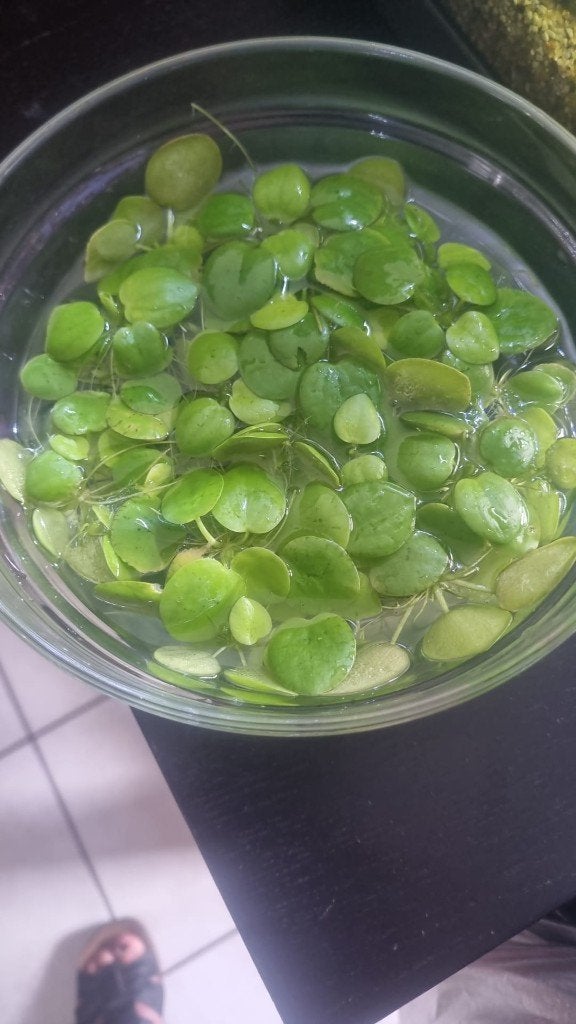 kikkerbeet, Dieren en Toebehoren, Zoetwatervis