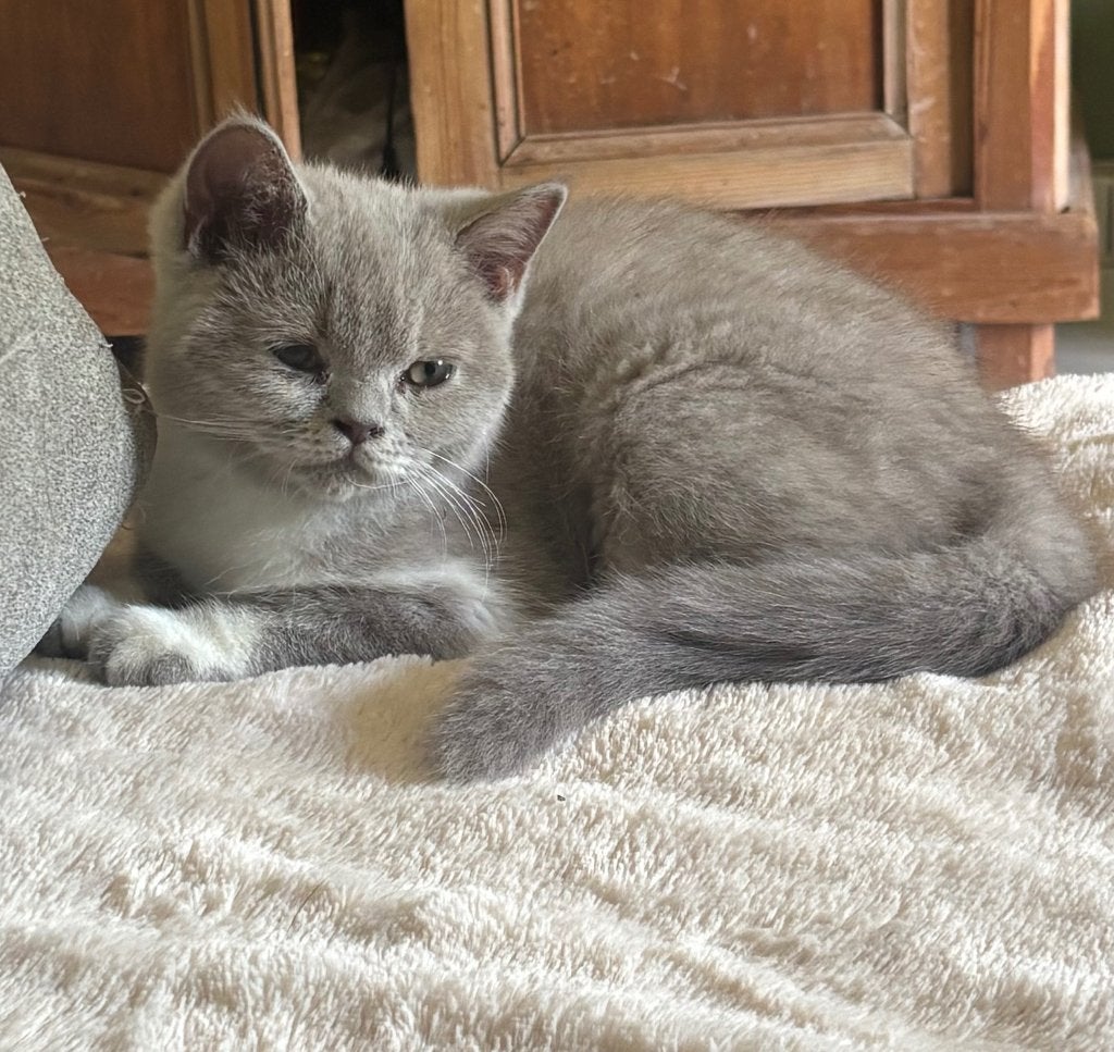 Brits korthaar kittens ️, Chatte ou Chat, Avec puce électronique, 0 à 2 ans