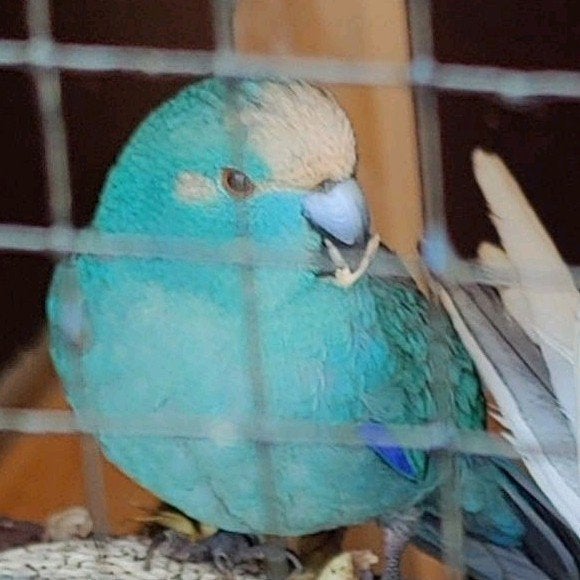 Kakariki ,valkparkiet,grasparkiet stop zetten hobby, Animaux & Accessoires, Oiseaux | Perruches & Perroquets, Perruche