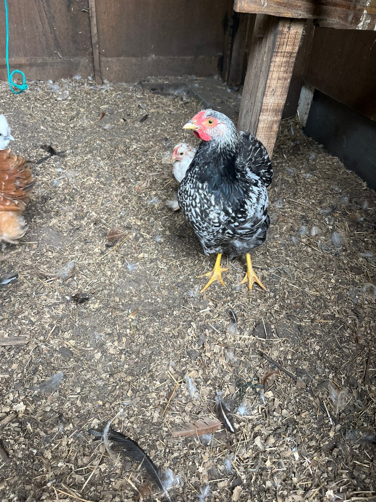 2 hanen, Dieren en Toebehoren, Pluimvee