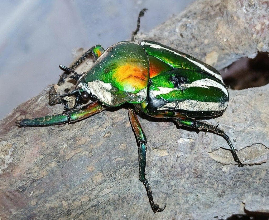 koppel dicronorhina derbyana