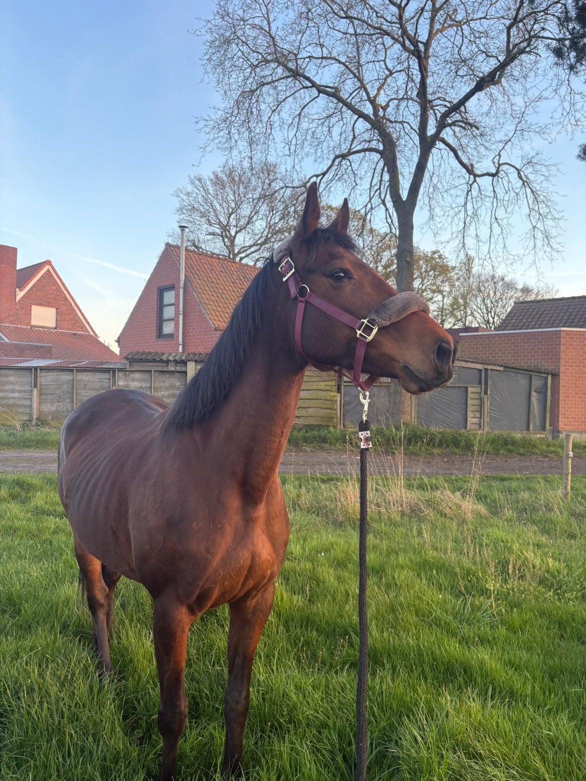 Brave 8 jarige merrie, Dieren en Toebehoren, Paarden, Zadelmak, 7 tot 10 jaar, 160 tot 165 cm, Recreatiepaard