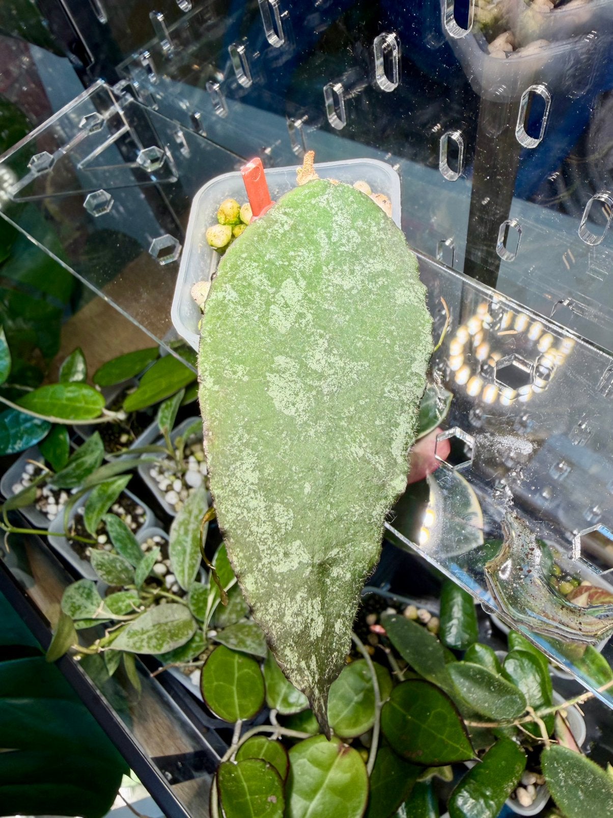 Hoya caudata ‘big type’, Ophalen of Verzenden