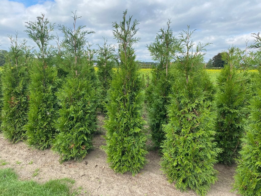 Thuja Martin 180 à 200 cm, Jardin & Terrasse, Plantes | Arbustes & Haies, Enlèvement, Conifère, Haie, 100 à 250 cm