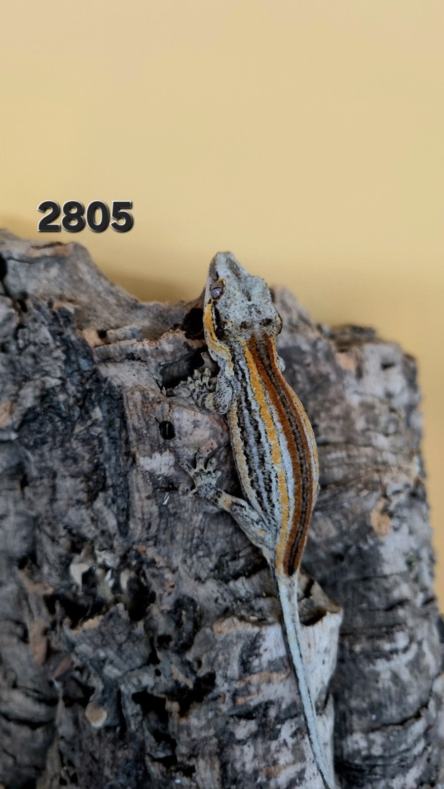 Rhacodactylus Auriculatus Gargoyle, Dieren en Toebehoren, Hagedis, Tam, 0 tot 2 jaar