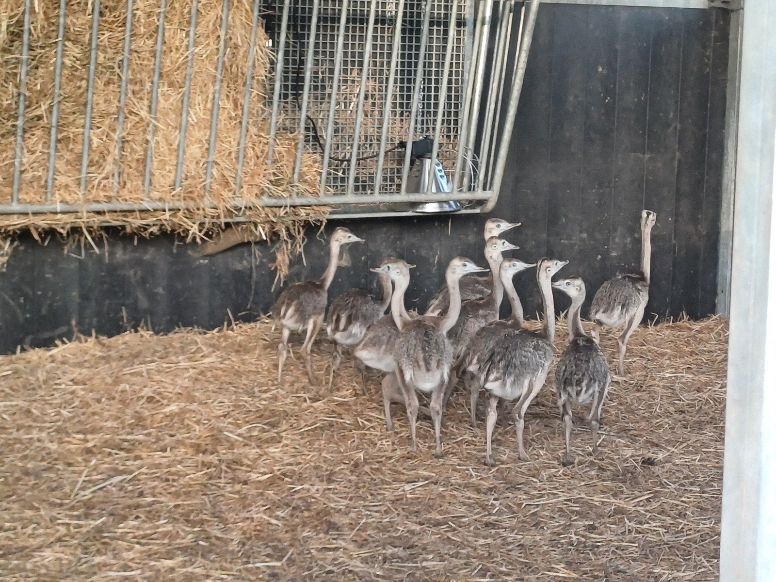 Nandoe, Meerdere dieren, Overige soorten