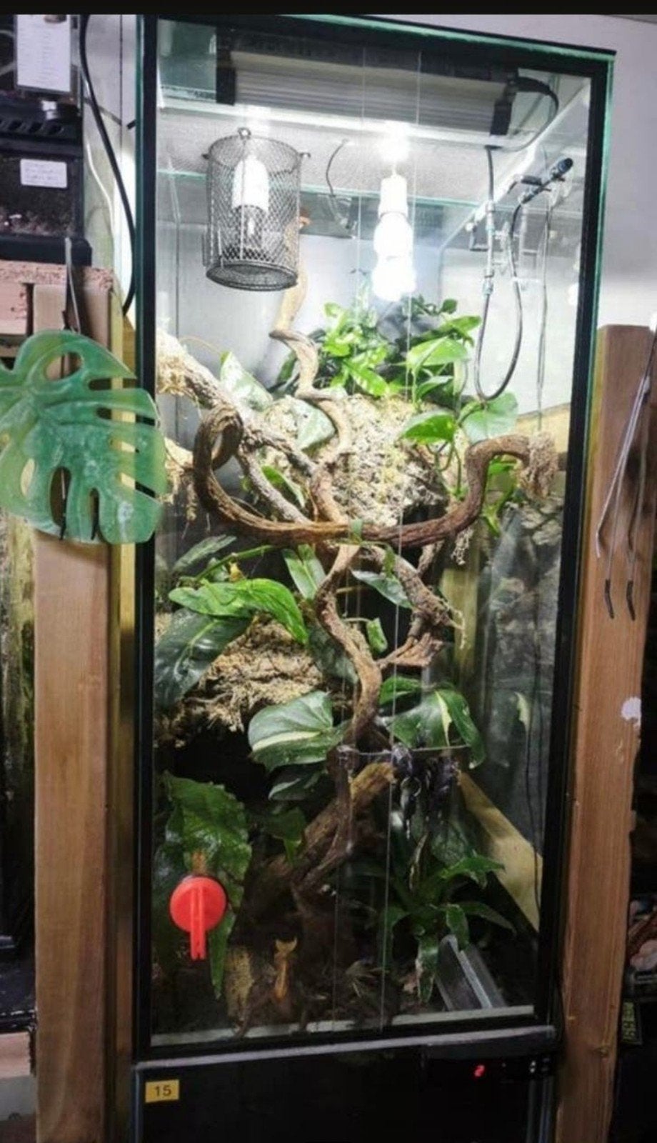 Grand terrarium Full full équipé, Animaux & Accessoires, Reptiles & Amphibiens | Accessoires, Enlèvement, Comme neuf, Terrarium ou Paludarium