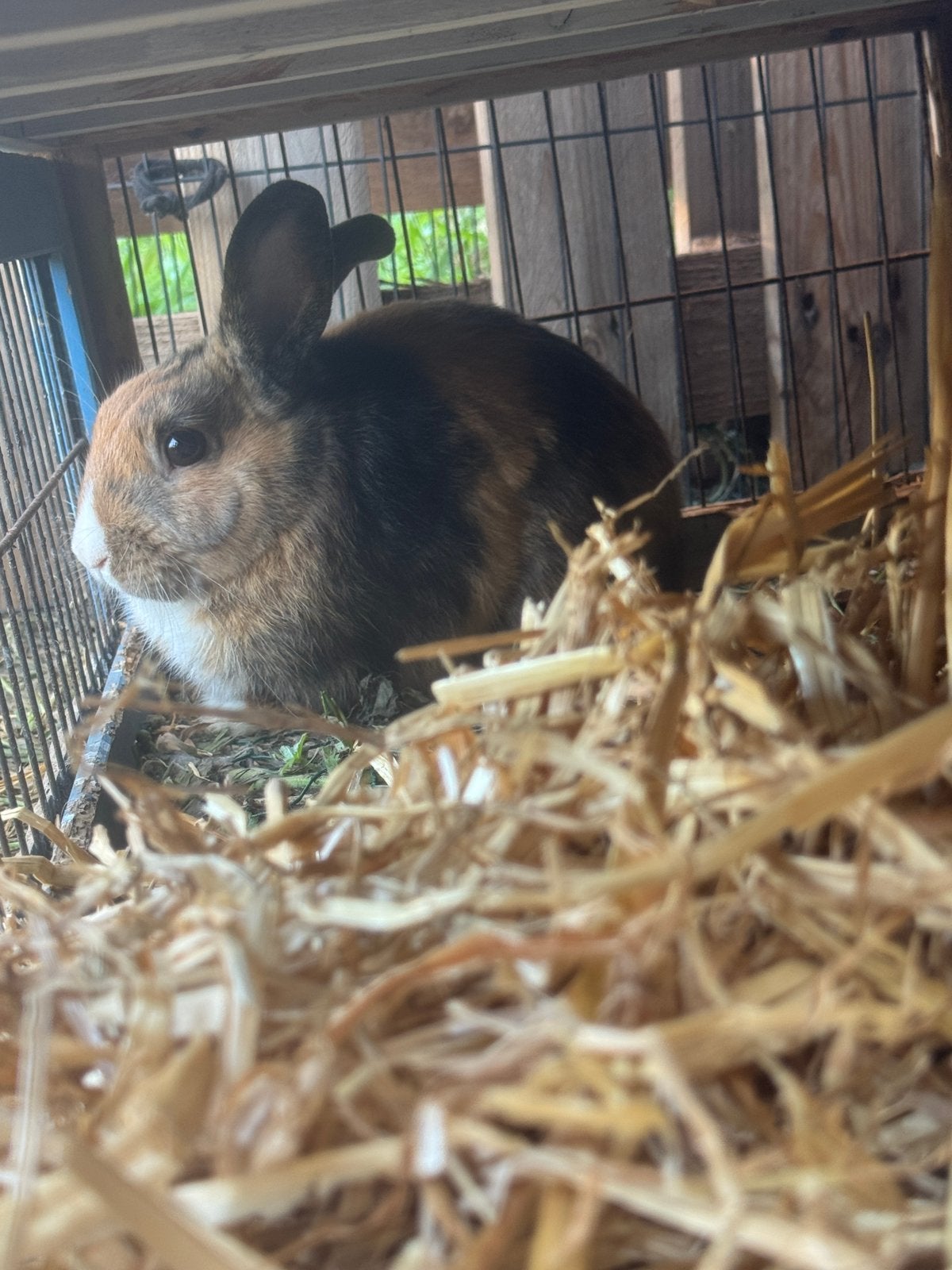 Dwergkonijn 6 maanden, Animaux & Accessoires, Mâle, Nain, 0 à 2 ans