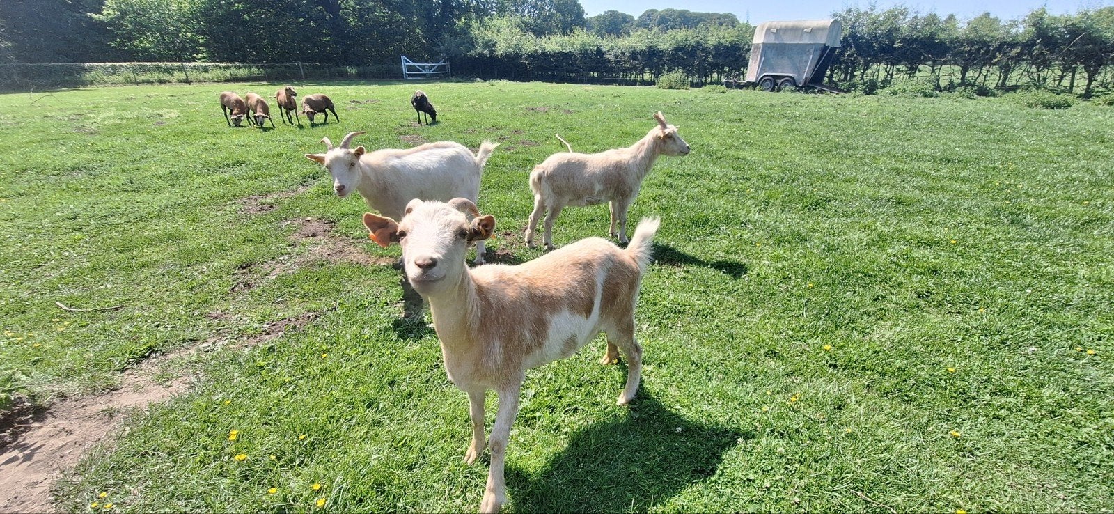 3 Geiten miekes (zusjes) zoeken een mooi nieuw onderkomen, Dieren en Toebehoren, Schapen, Geiten en Varkens, Vrouwelijk, Geit