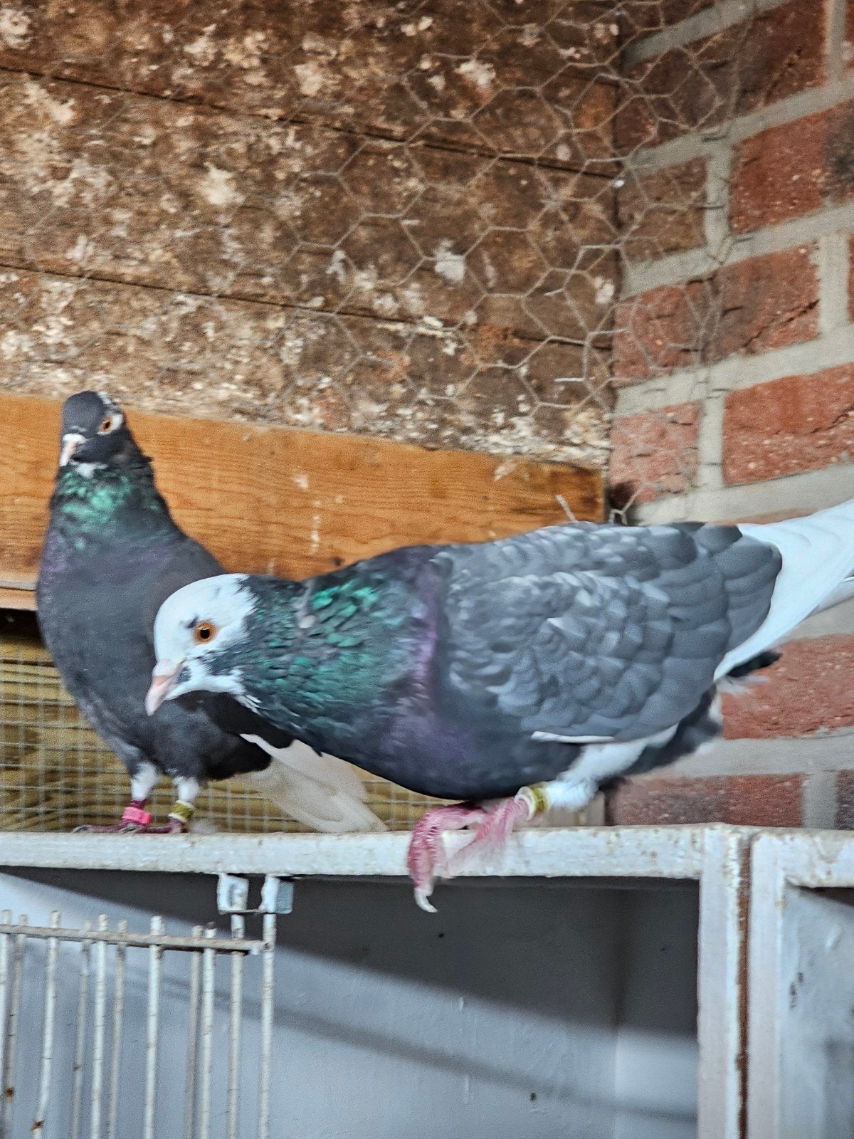 2 couples de Birmingham Rollers, Plusieurs animaux, Boulant