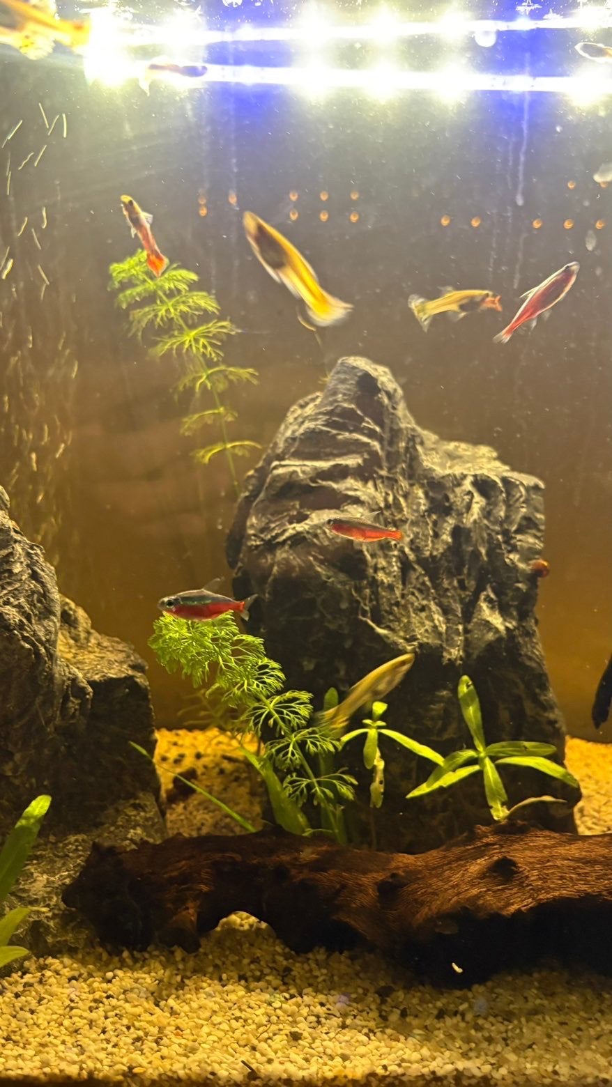 Aquariumvissen lot, Dieren en Toebehoren, Vissen | Aquariumvissen, Vis, Zoetwatervis, Schoolvis