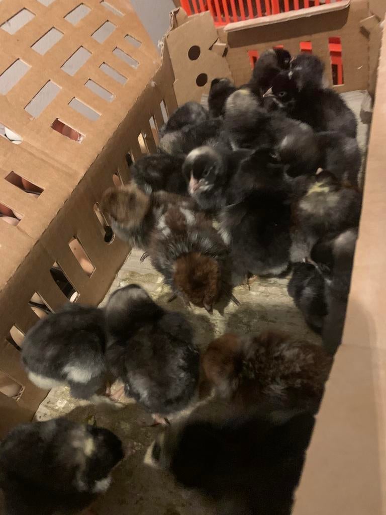 Kuikens om af te mesten, Dieren en Toebehoren, Pluimvee