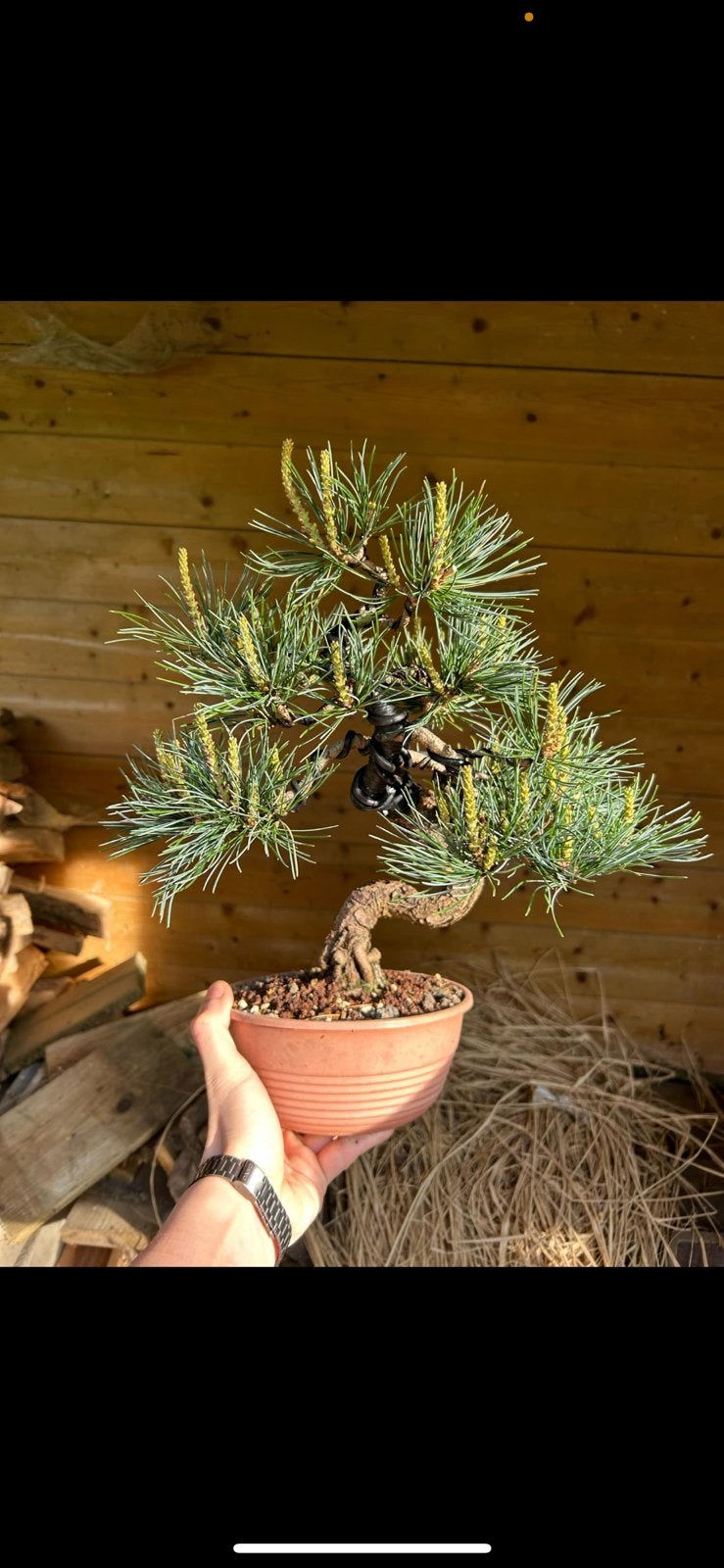 Bonsai pinus, Ophalen