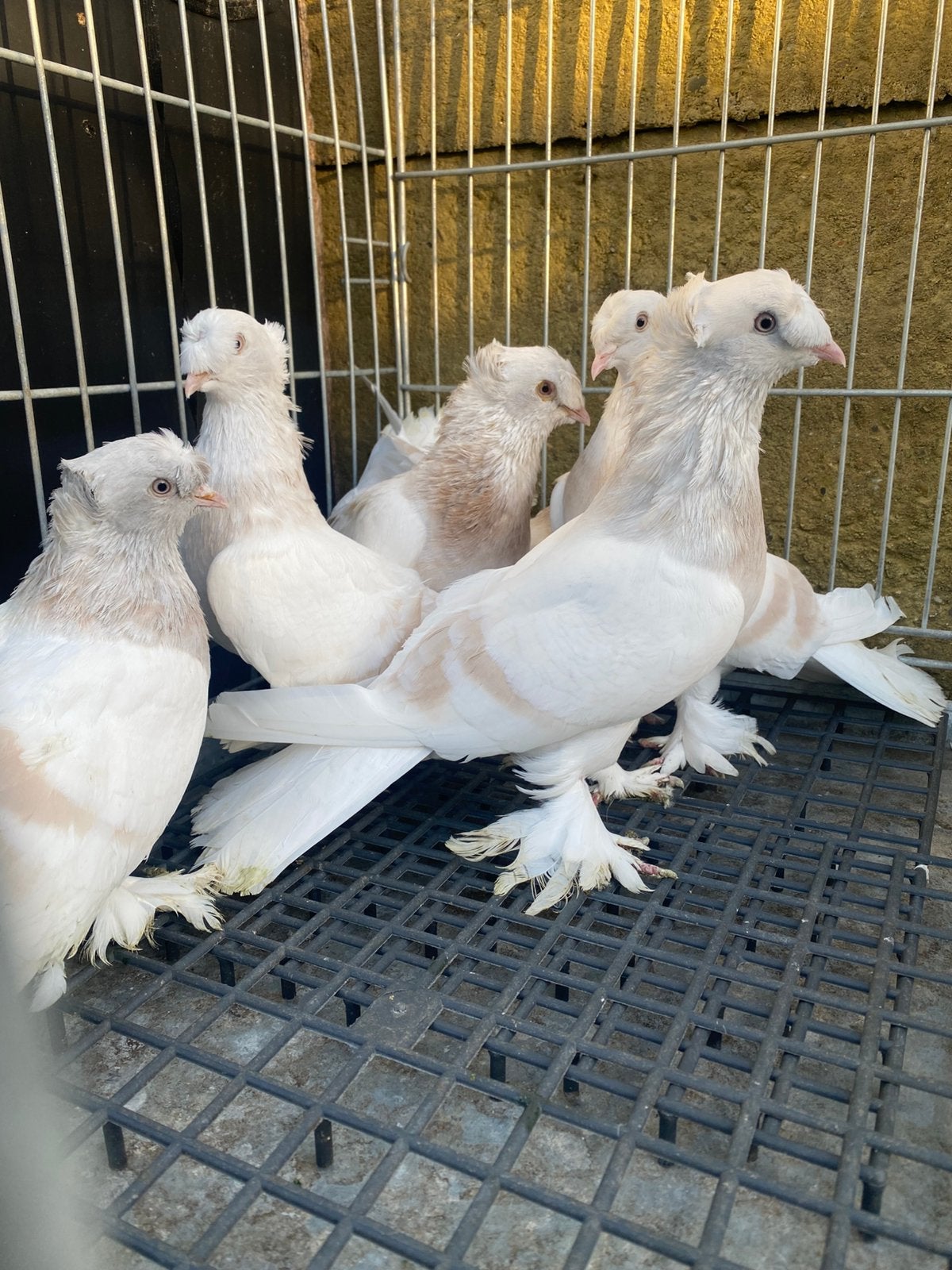 Takla limon çift tepe 6 stuk, Dieren en Toebehoren