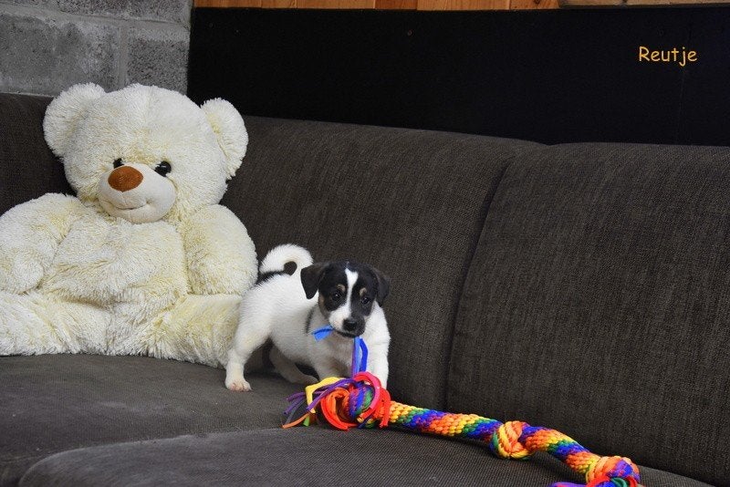 Prachtige Jack Russell pups, België, Jack Russell Terriër, 8 tot 15 weken, Meerdere