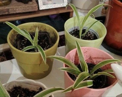 Boutures plantes araignées avec pot, Enlèvement ou Envoi