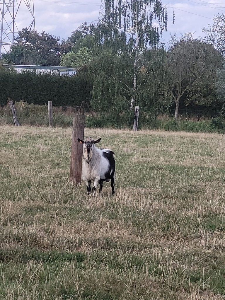 Geiten bok (duffel), Dieren en Toebehoren, Mannelijk, Geit, 0 tot 2 jaar