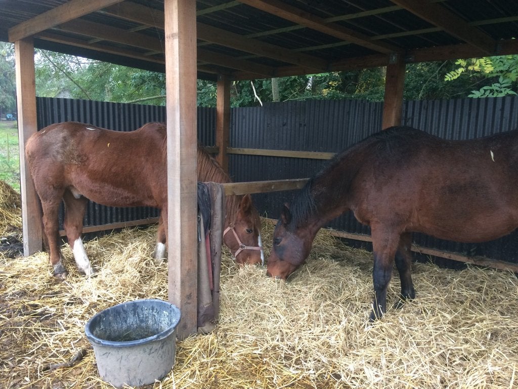 Paarden verzorgen, Dieren en Toebehoren, Paarden, Ruin, Zadelmak, 160 tot 165 cm, 3 tot 6 jaar, Recreatiepaard, Met stamboom