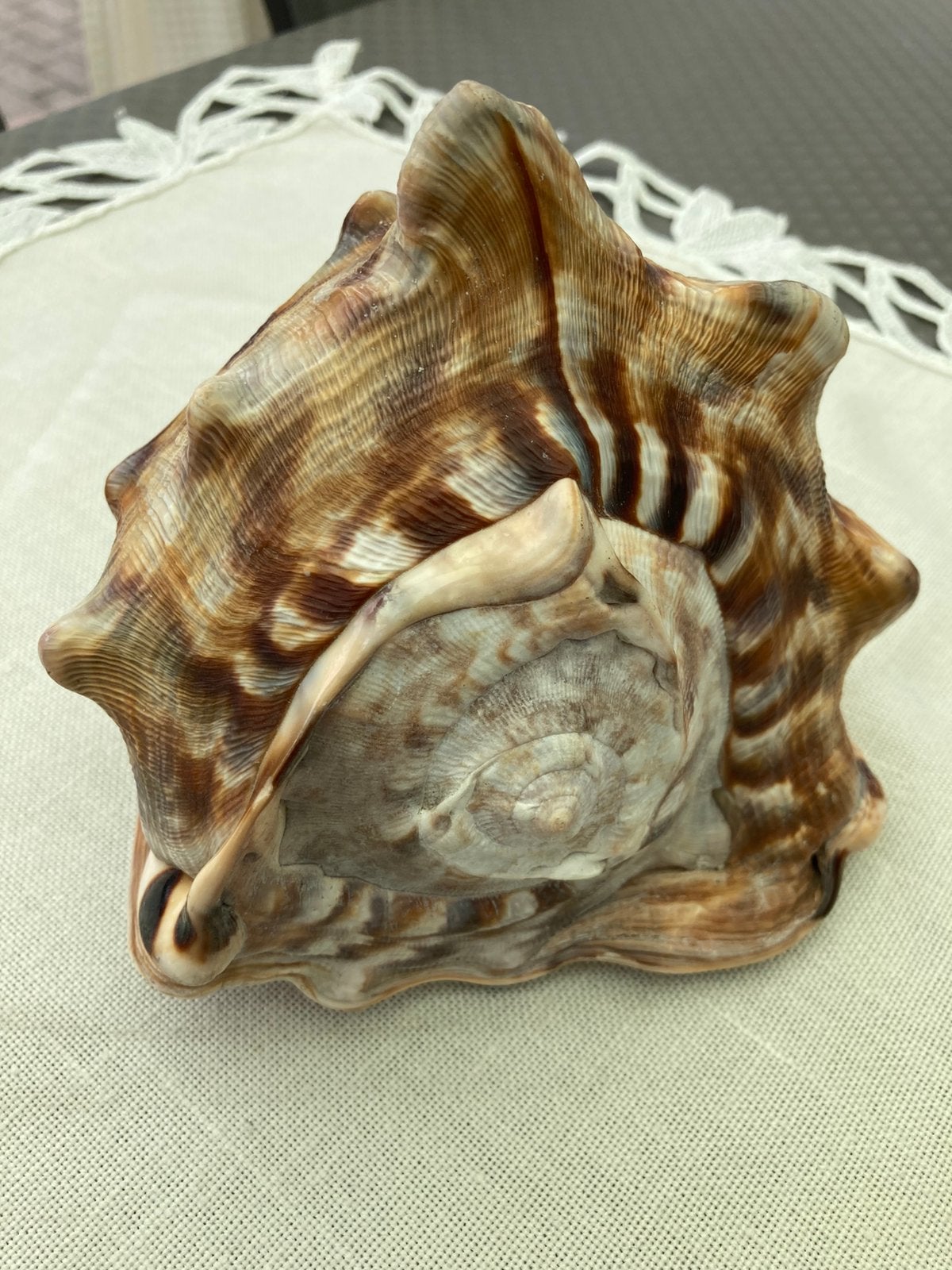 Koningshelm schelp, Dieren en Toebehoren