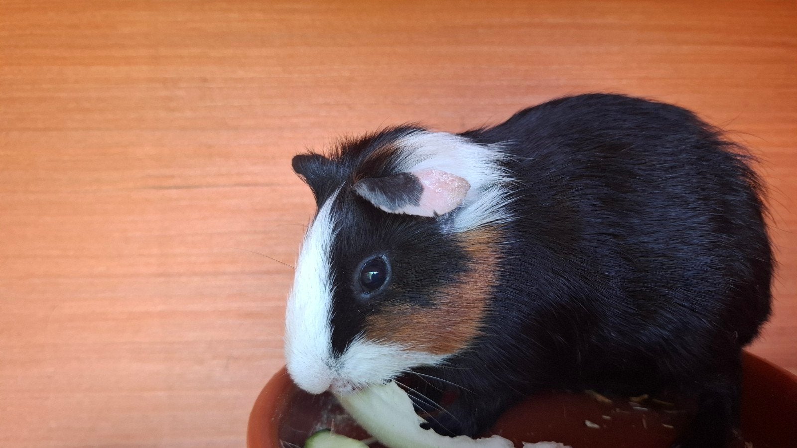 Cavia beertje 2026 geboren, Cavia, April, Mannelijk, Tam