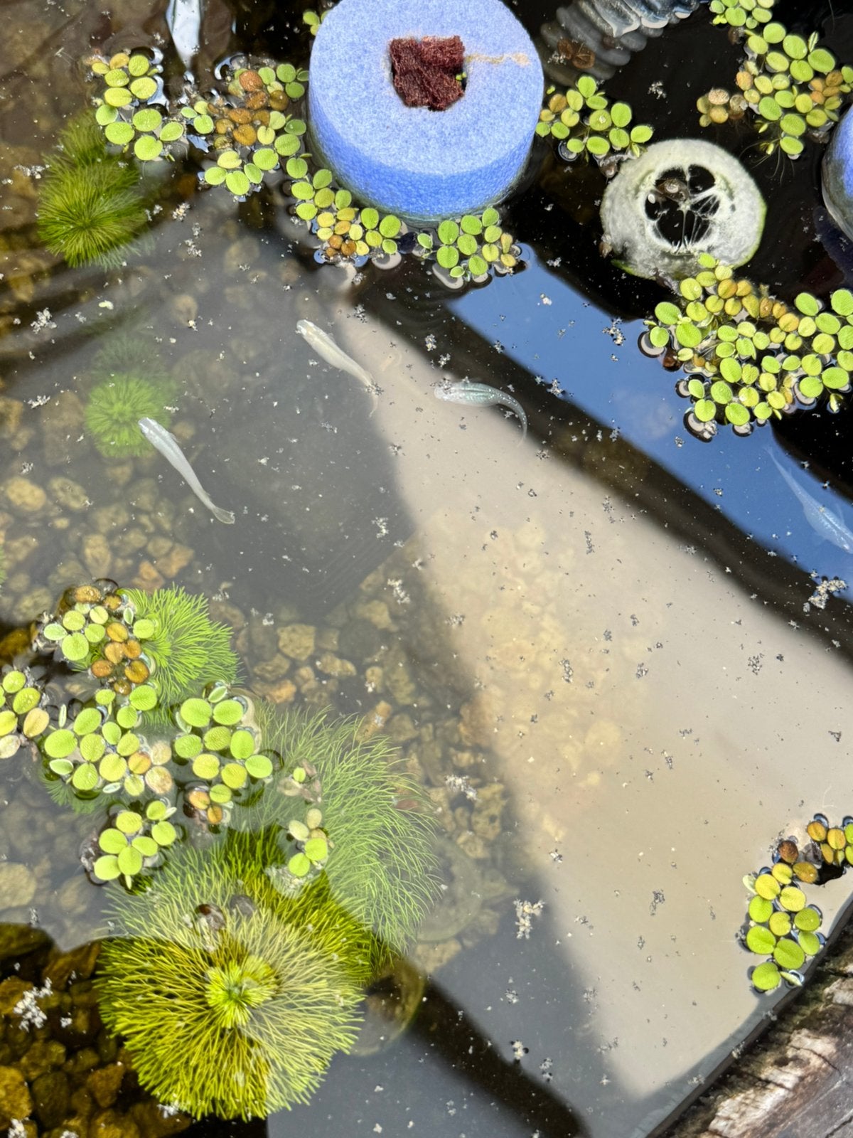 Japanse rijst visjes, medaka, Tuin en Terras, Ophalen, Zo goed als nieuw