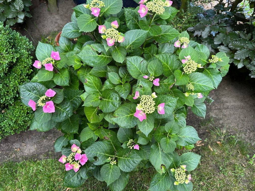 grote hortensia's in pot van diameter 40 cm, Tuin en Terras, Ophalen