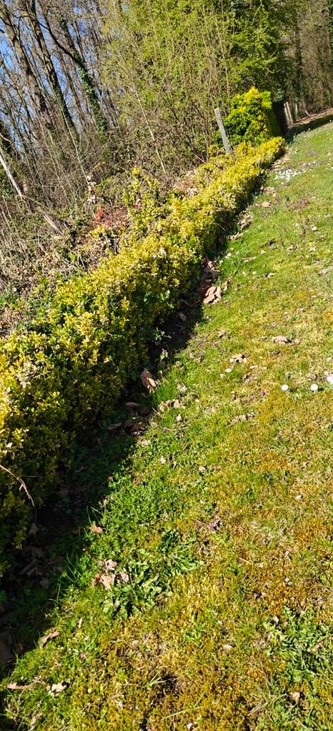 Gratis haagje, Ophalen