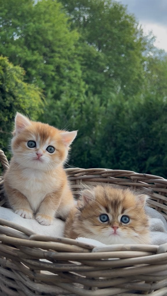 Britse korthaar kitten golden chinchilla, Dieren en Toebehoren, Katten en Kittens | Raskatten | Korthaar, Kater, Met stamboom