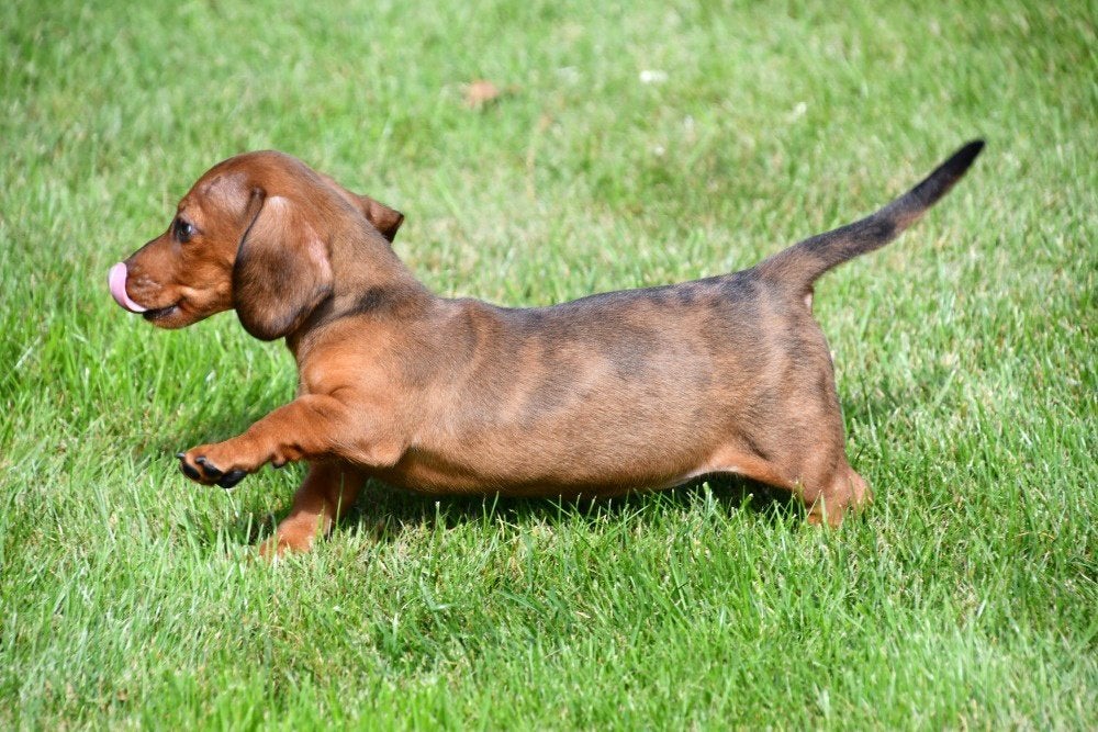 Dwergteckel pups te koop - korthaar, België, 15 weken tot 1 jaar, Korthaar, Dwerg